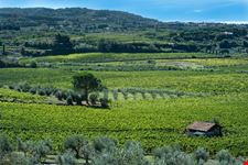 424010609211207_frascati vino_2033405870.jpg
